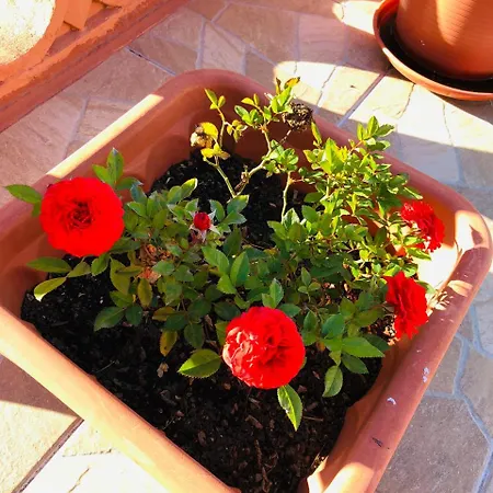 בית הארחה Haobo Center 3*