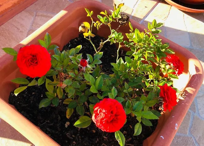 Πανσιόν Haobo Center 3*